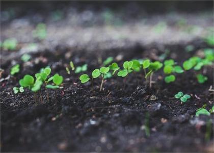 土壤和沉積物 有機(jī)氯農(nóng)藥的測(cè)定 氣相色譜法